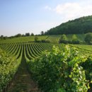 Welches ist das größte Weinanbaugebiet Deutschlands?