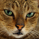 Perchè i gatti hanno le pupille verticali?