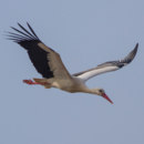 Where do white storks spend winter?