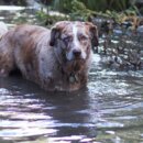 Który stan USA uznał psa rasy Catahoula Leopard Dog za psa stanowego?