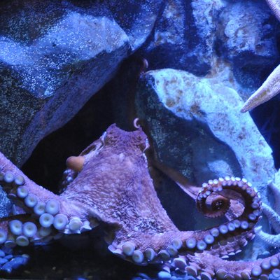 What Chemical Element Gives The Blood Of A Lobster And Octopus A Bluish Tint Globalquiz Org