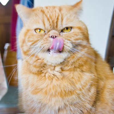 What breed is a Garfield cat? | globalquiz.org