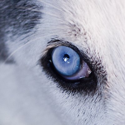 Породы Собак С Голубыми Глазами Фото