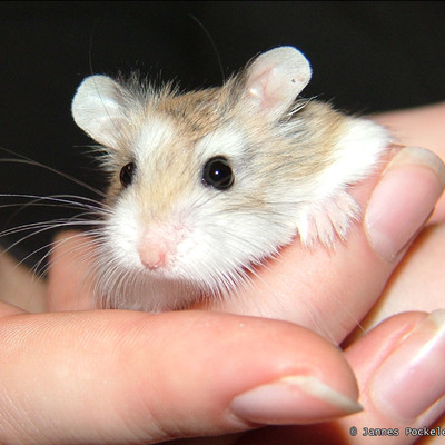 Welcher der Haus- Hamster ist der Kleinste? | globalquiz.org